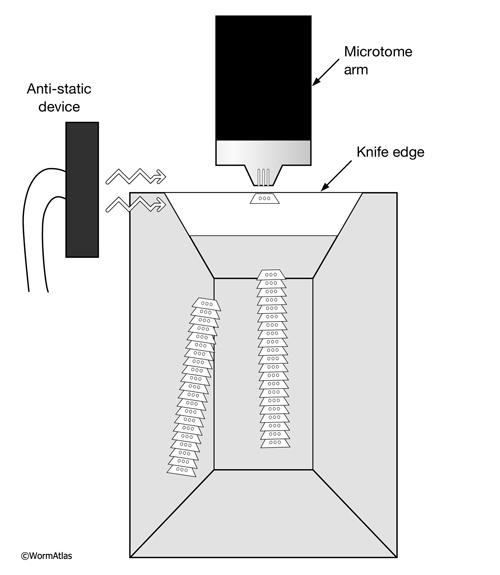 EMSTSFIG 2:Thin sections floating behind diamond knife.